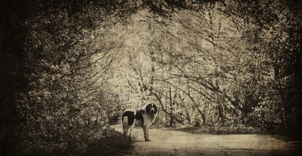 DOG IN WOODS