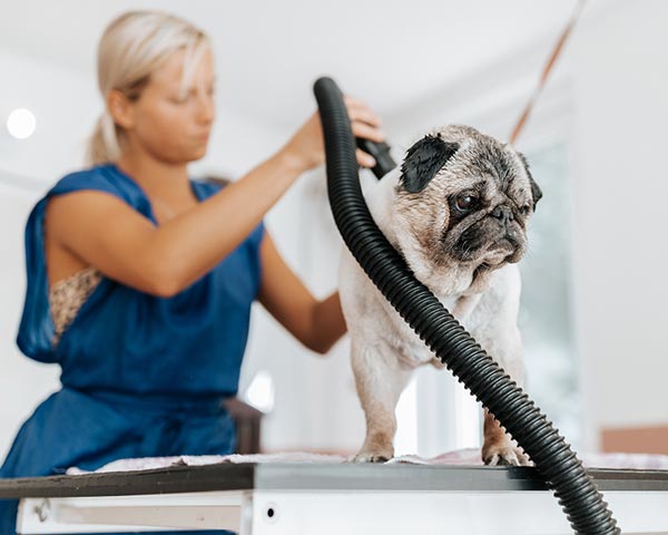 pet grooming services