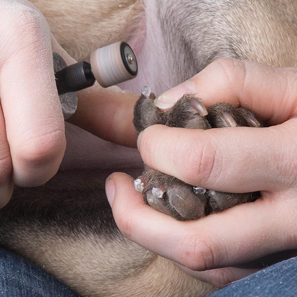 pet nail grinder