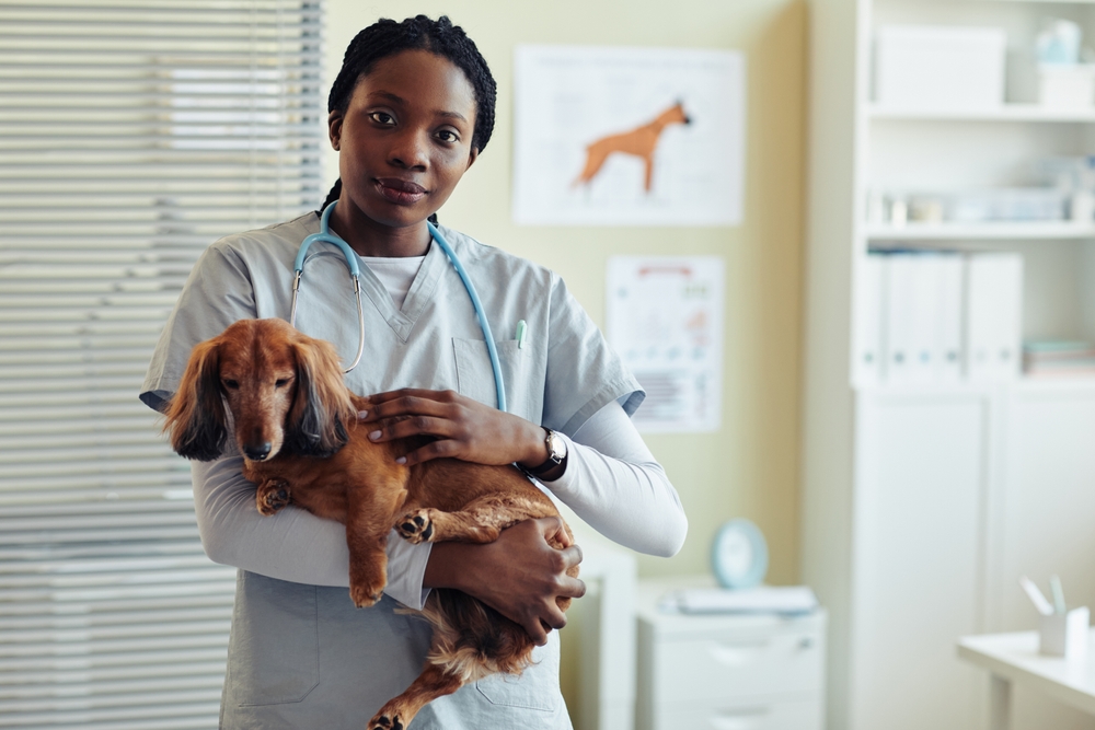 dog being held by veterinarian