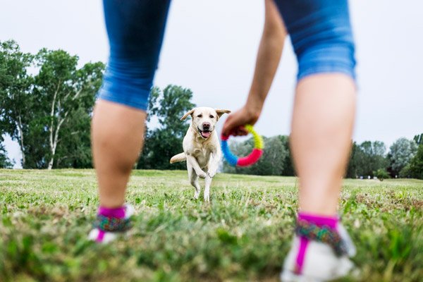 training for dogs