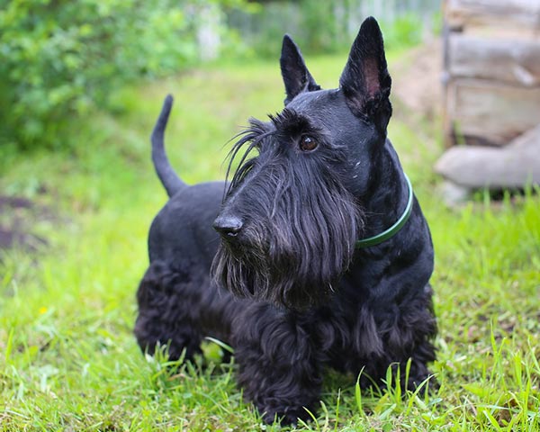 wired hair dogs