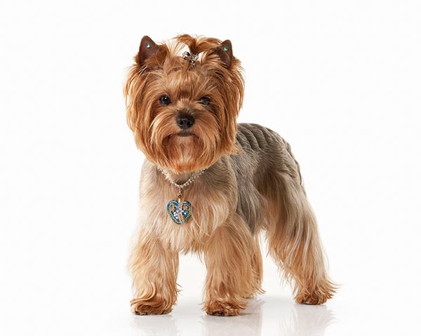 yorkie haircut medium