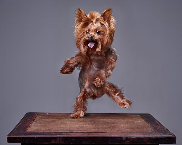 yorkie haircut